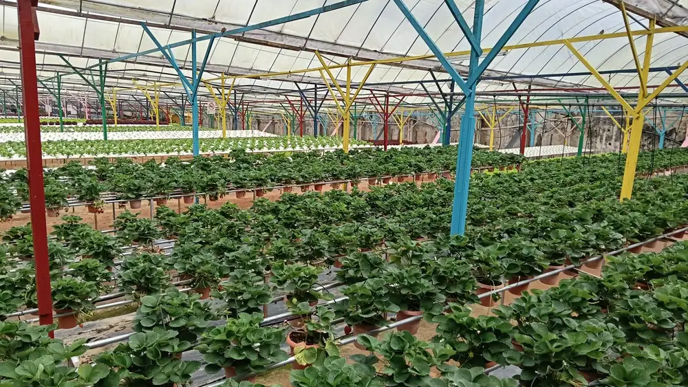 Yükseltilmiş sera masalarında sıra sıra yetişen çilek bitkileri